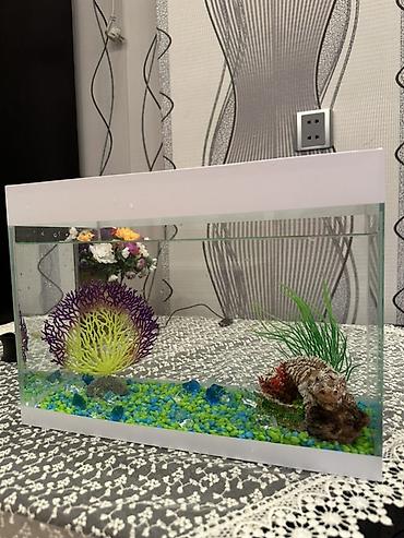 Akvaryum dəsti Akvaryum satılır.Daşlar,bəzəklər,balıq yemi və 3ədəd - şəkil 5