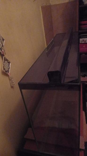 Salam istənilən ölçüdə akvarium ən azı 30 litrdən yuxarı münasib - şəkil 4