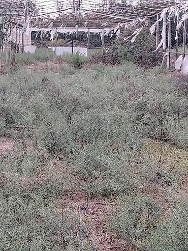 Sökülmüş istixana konstruksiyası - Metal karkaslı istixana çərçivəsi - şəkil 5