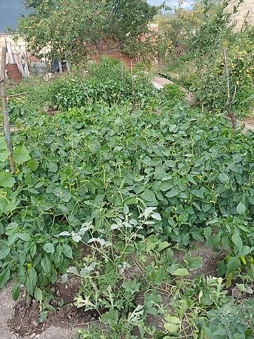 Bakı, 80 kv. m, 4 otaqlı, Hovuzlu, Qaz, İşıq, Su - şəkil 5