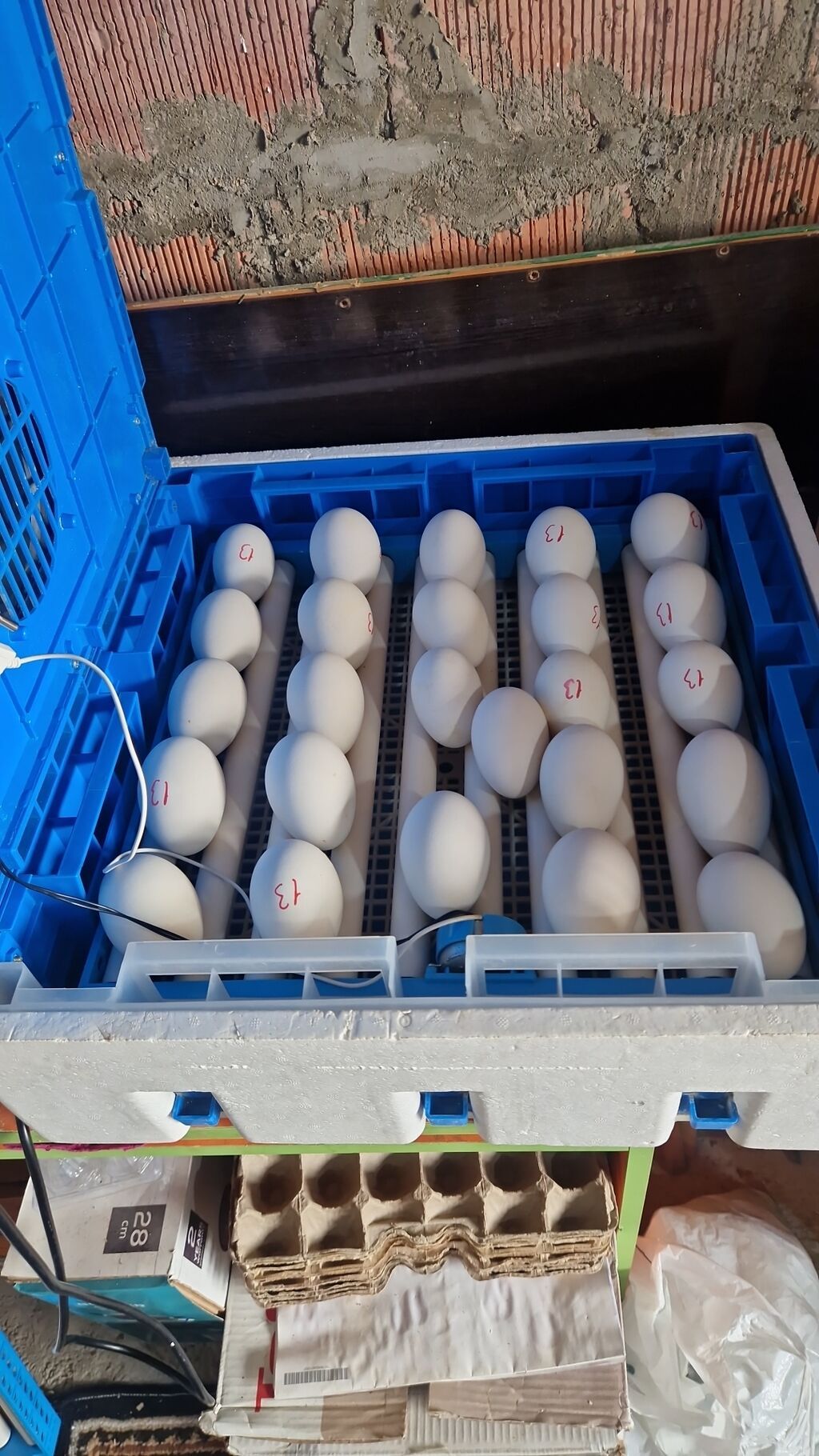 Ördək yumurtası inkubasiyası xidməti - Yumurtaların peşəkar