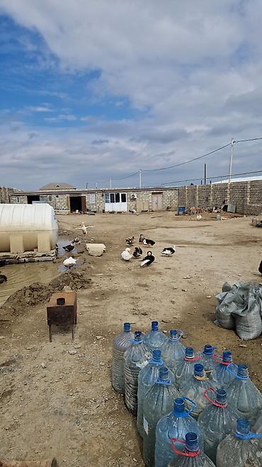 Ördək yumurtası inkubasiyası xidməti - Yumurtaların peşəkar - şəkil 4