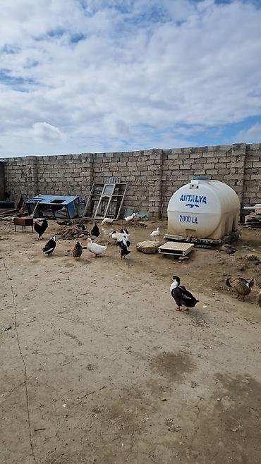 Ördək yumurtası inkubasiyası xidməti - Yumurtaların peşəkar - şəkil 5