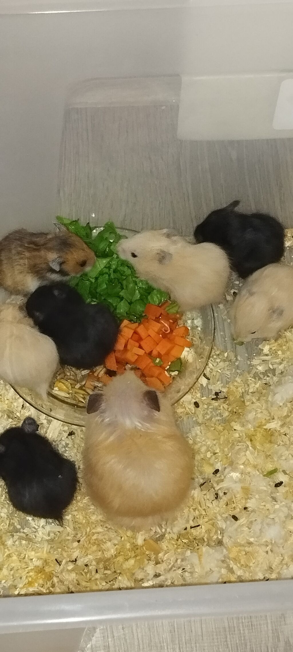 Hamster balaları – müxtəlif rənglərdə (qara, krem, bej