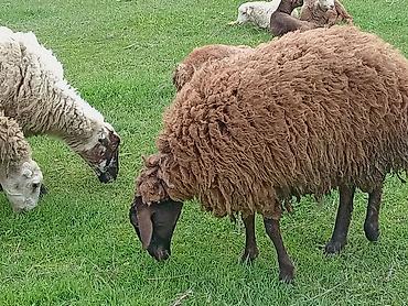 Qoyun (qəhvəyi yunlu) Qala qoyunu toglu 1nci qarna bogaz - Cins tipi - şəkil 2