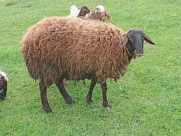 Qoyun (qəhvəyi yunlu) Qala qoyunu toglu 1nci qarna bogaz - Cins tipi - şəkil 3