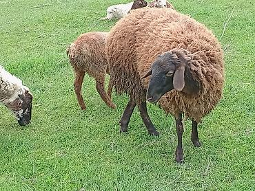 Qoyun (qəhvəyi yunlu) Qala qoyunu toglu 1nci qarna bogaz - Cins tipi - şəkil 4