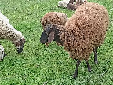 Qoyun (qəhvəyi yunlu) Qala qoyunu toglu 1nci qarna bogaz - Cins tipi - şəkil 5