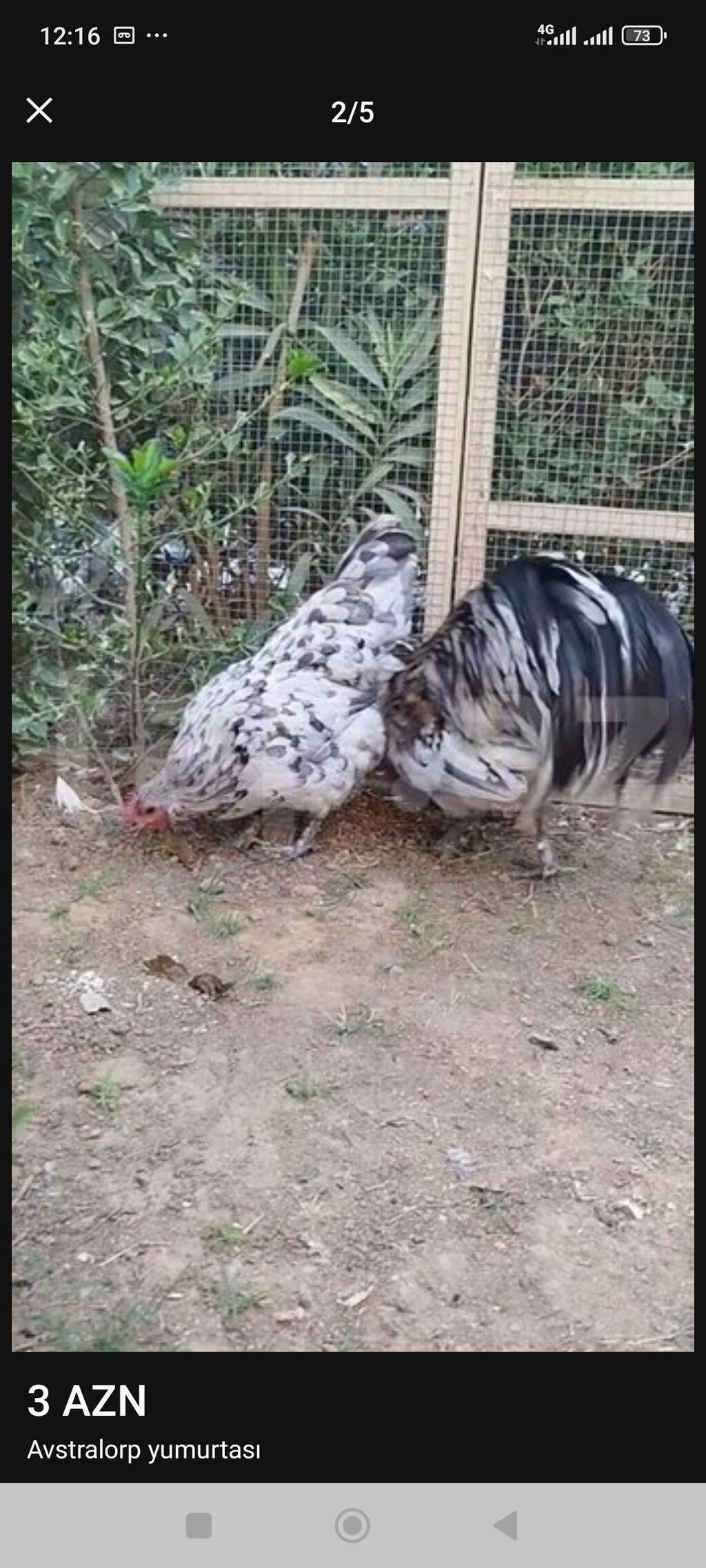 Avstralorp,təmiz cins istəyənlər buyursunlar. Avstralorp Qara