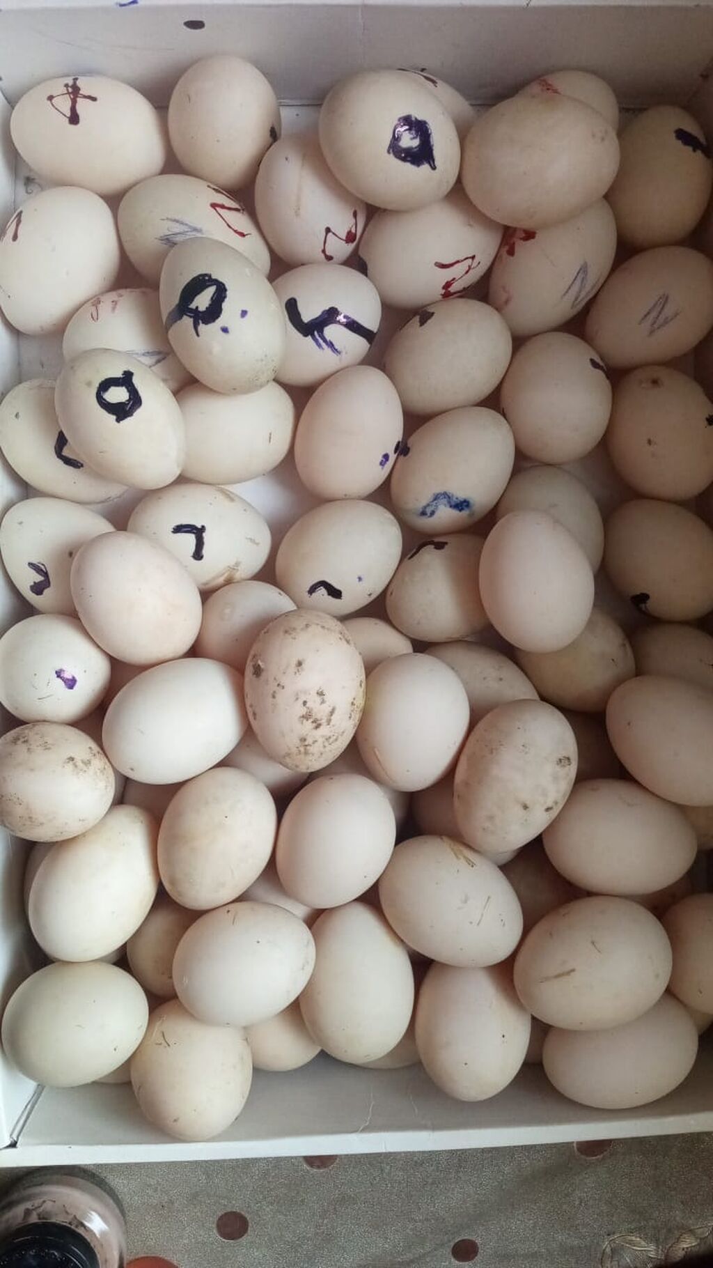 Mayalı ördək yumurtaları 1,50 qəpik 1 ədədi