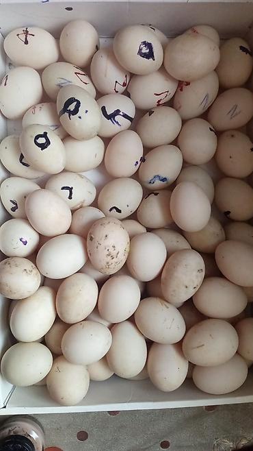 Mayalı ördək yumurtaları 1,50 qəpik 1 ədədi - şəkil 2