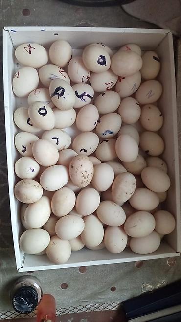 Mayalı ördək yumurtaları 1,50 qəpik 1 ədədi - şəkil 3