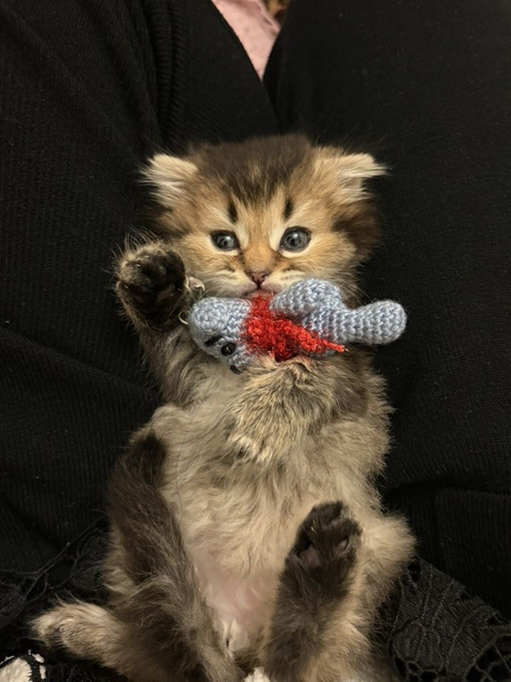 Ev pişiyi balası – uzun tüklü, bal rəngli-qara qarışıq kürk, iri