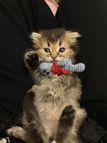 Ev pişiyi balası – uzun tüklü, bal rəngli-qara qarışıq kürk, iri - şəkil 2