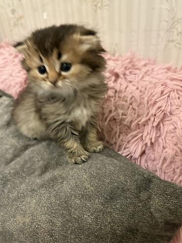 Ev pişiyi balası – uzun tüklü, bal rəngli-qara qarışıq kürk, iri - şəkil 3