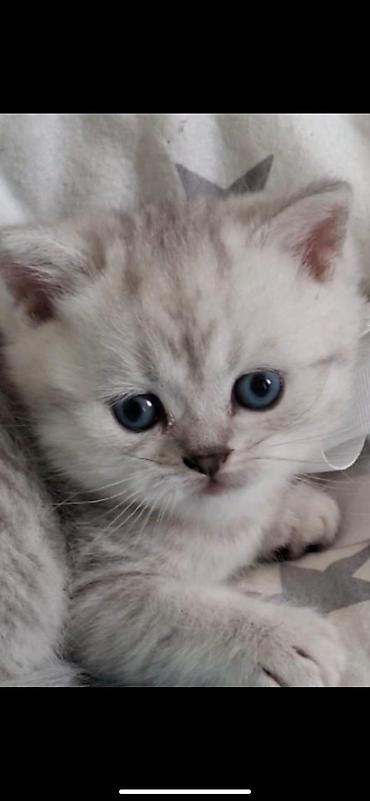 Britan, Erkək, Dişi, Yaxşı əllərə, Ünvandan götürmə, Ödənişli çatdırılma - şəkil 2