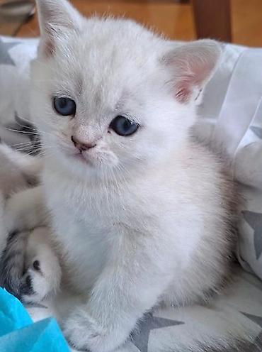 Britan, Erkək, Dişi, Yaxşı əllərə, Ünvandan götürmə, Ödənişli çatdırılma - şəkil 3