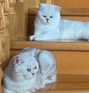 Britan, Erkək, Dişi, Yaxşı əllərə, Ünvandan götürmə, Ödənişli çatdırılma - şəkil 5